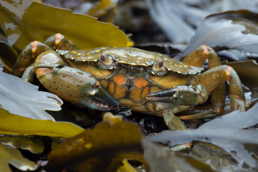 Strandkrabber er det mange av under bryggene på Furøya.