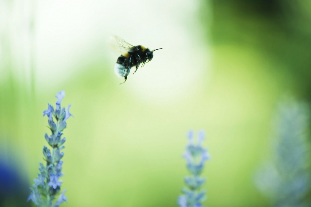 Insects in nature