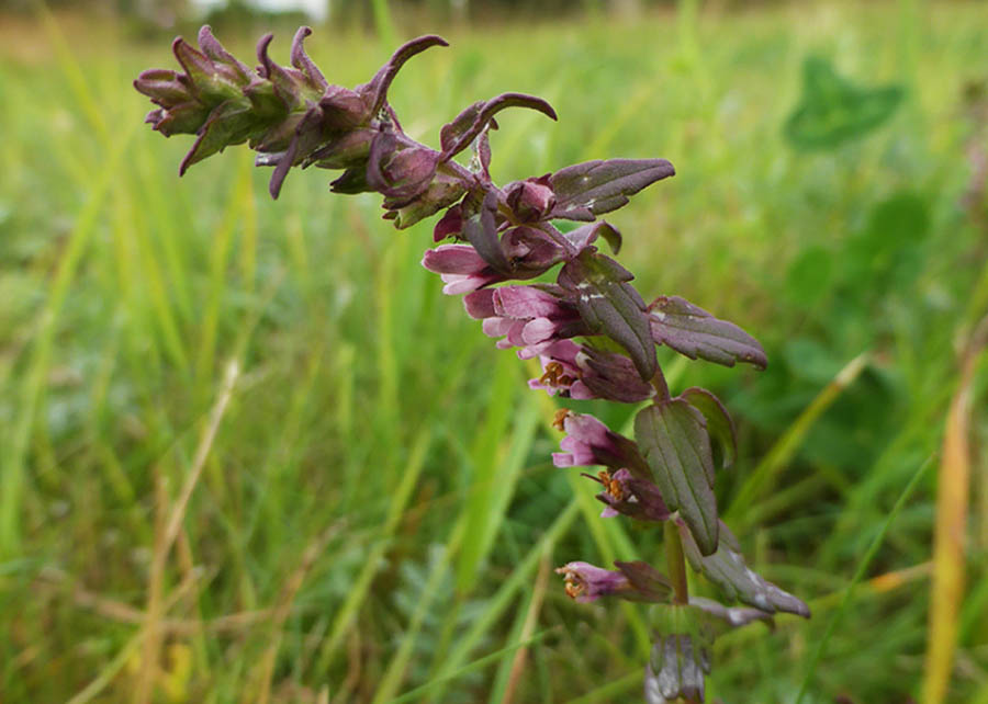 Strandrødtopp - sjelden plante