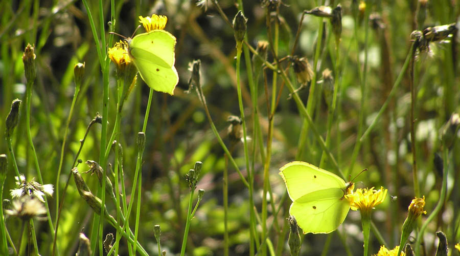 Sitronsommerfugler i blomstereng