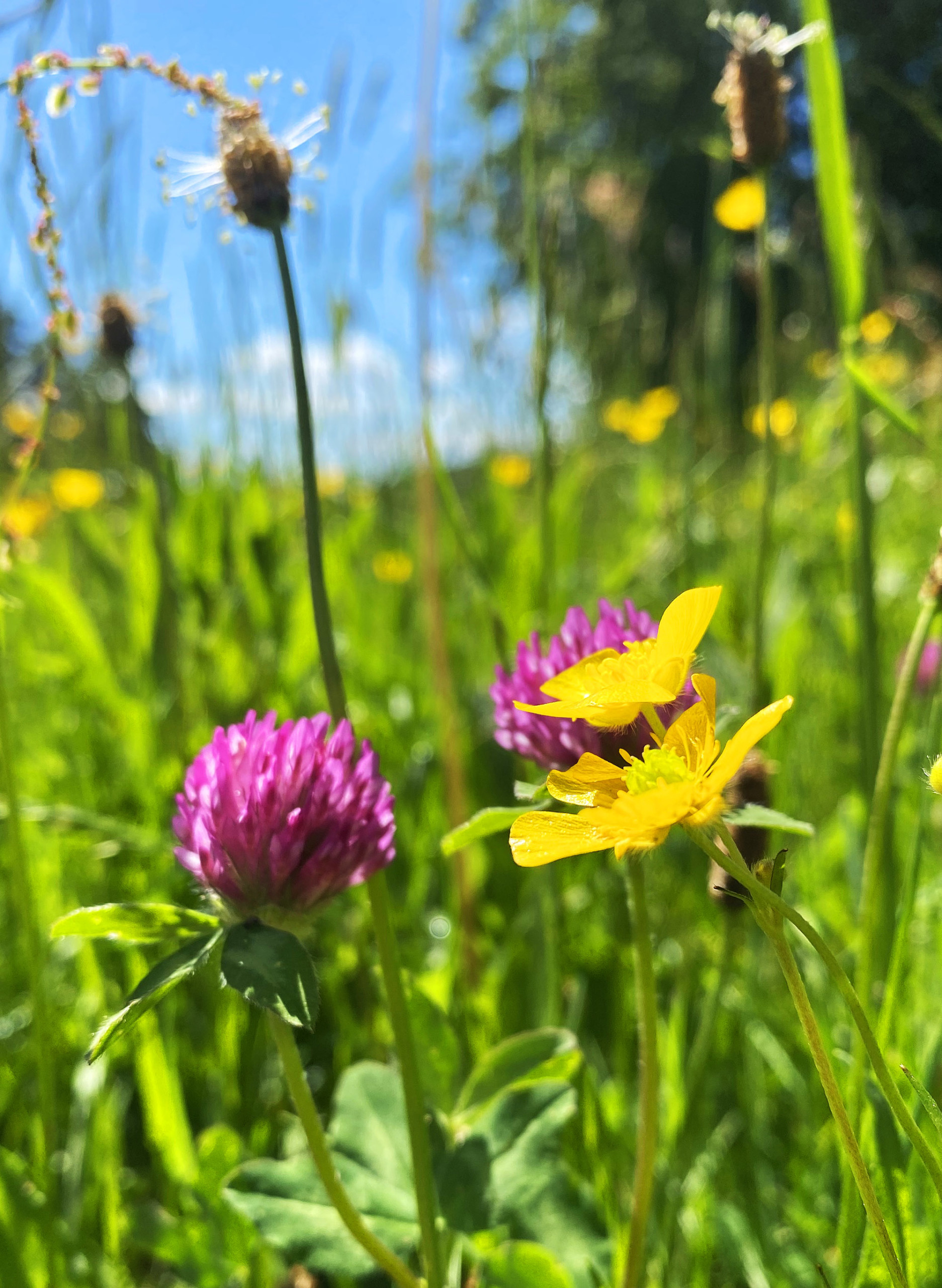 Blomstereng